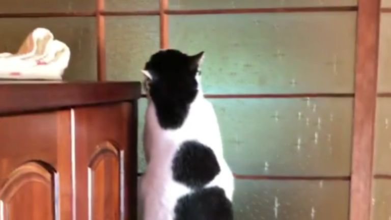 ガラス障子を登っている猫