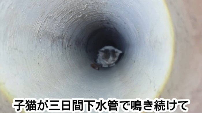 下水管の中にいる子猫