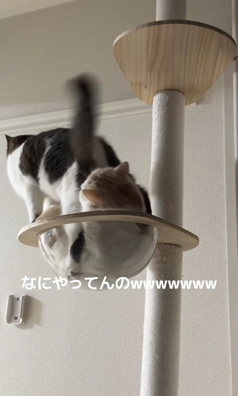 先客がいるボウルに片足を入れる猫