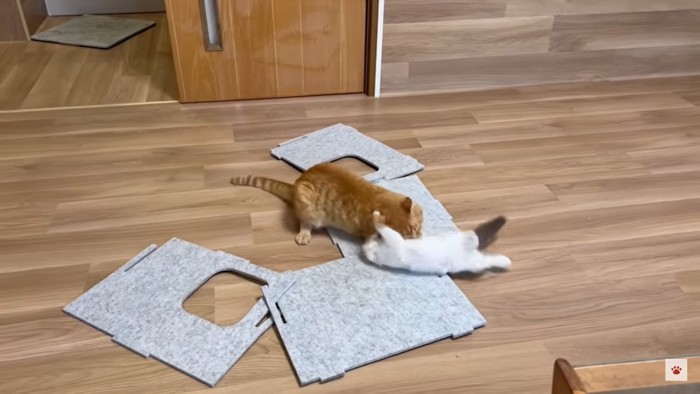 プロレスする猫たち