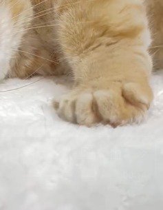 布団を前足で押す猫