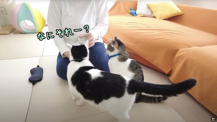 女性に近づく猫2匹