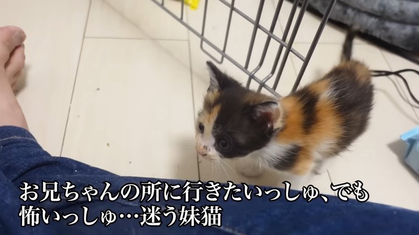 保護主さんのそばにやってきた妹猫