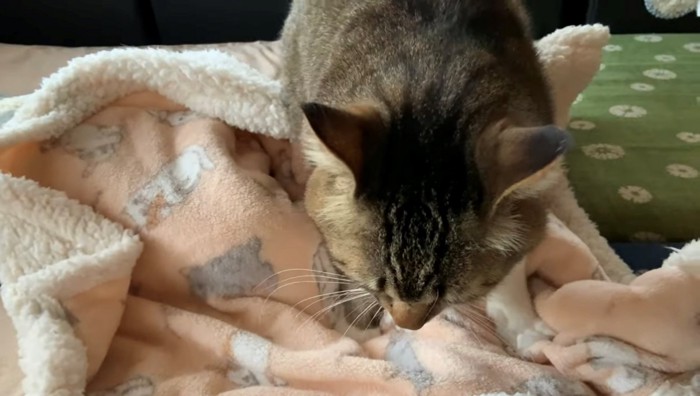 赤ちゃんにまたがってふみふみする猫