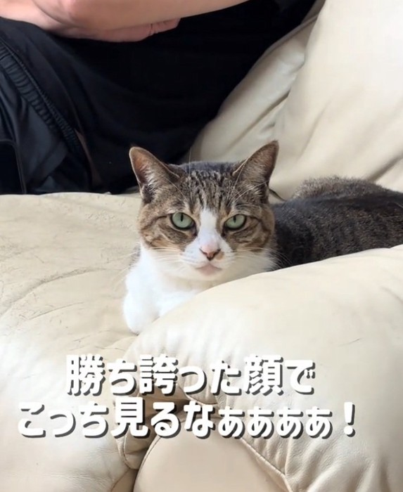 ママさんを見つめる猫