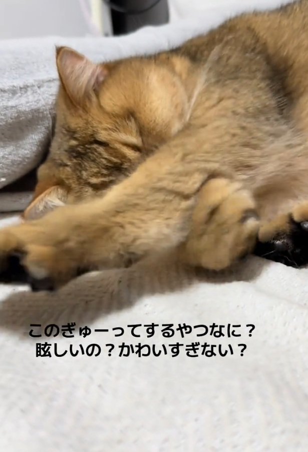 手を伸ばすがんもどきくん