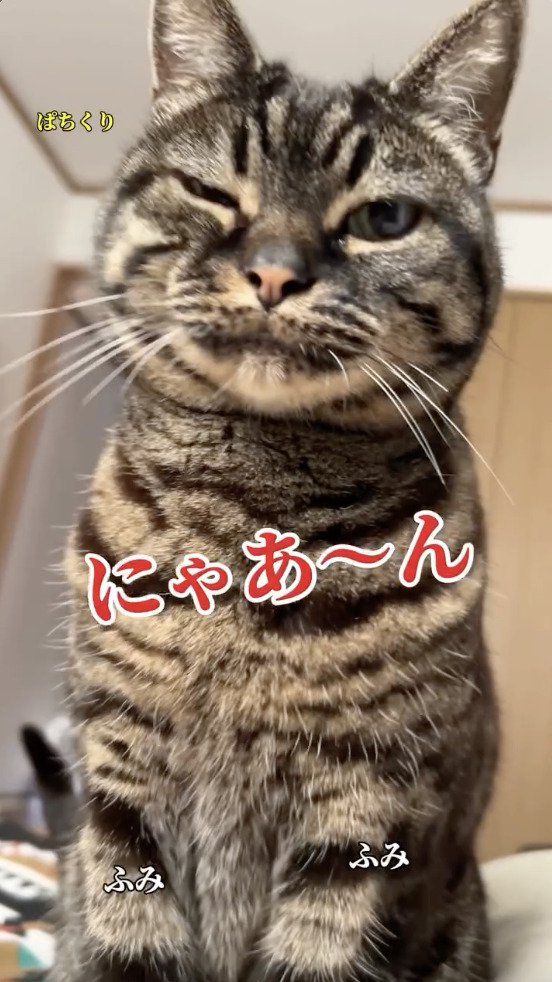 片目を閉じる猫