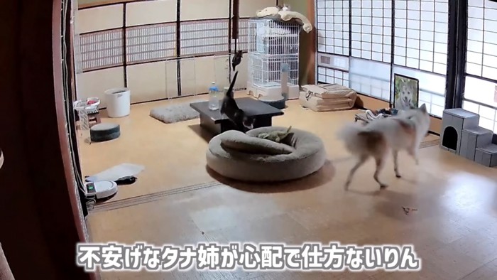 「不安げな...」のテロップ写真