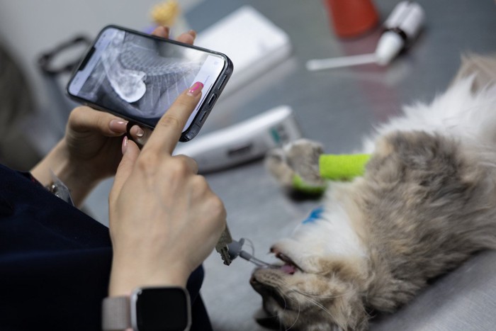 猫のレントゲン