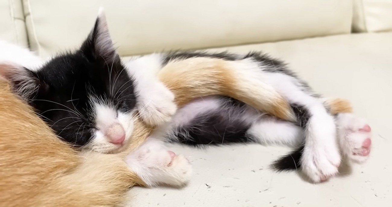 アップのロアちゃん