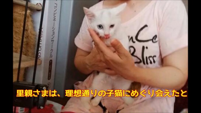 抱っこされる子猫