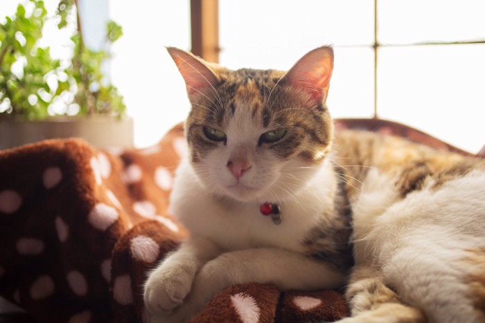 寝起きの猫