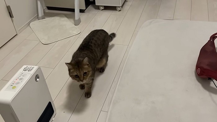 ヒーターとマッサージ機の間を歩く猫