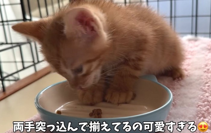 ご飯を食べる茶トラ猫(両手突っ込んで揃えてるの可愛すぎる)