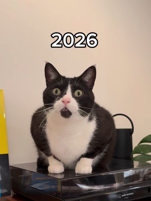 お座りするハチワレの成猫