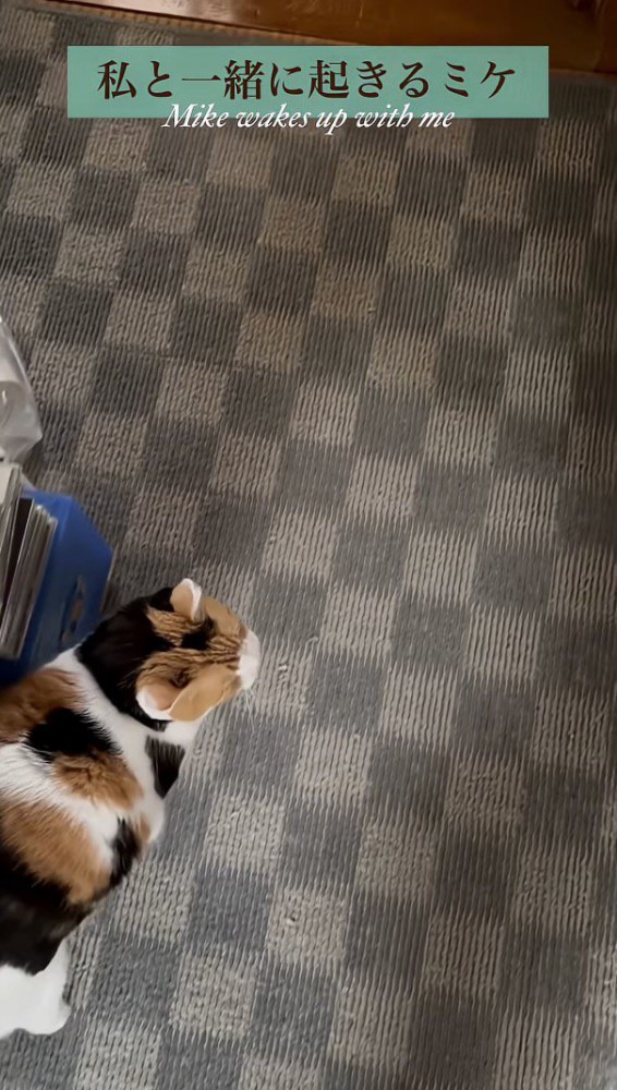 催促するミケちゃん：
