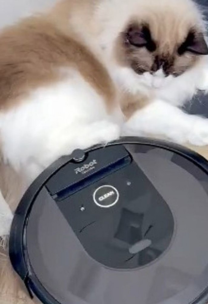 ロボット掃除機を足で押し返す猫2