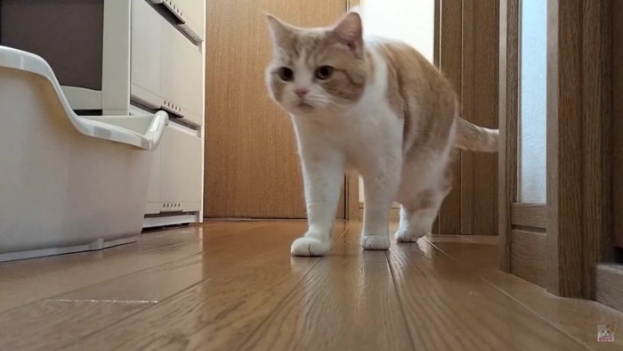 歩き出す猫