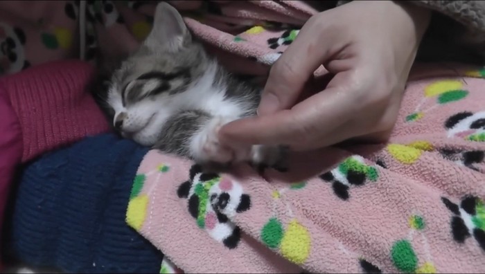 膝の上で眠る子猫の前足を触る飼い主