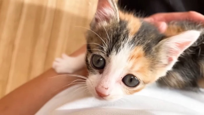 三毛ちゃんのアップ