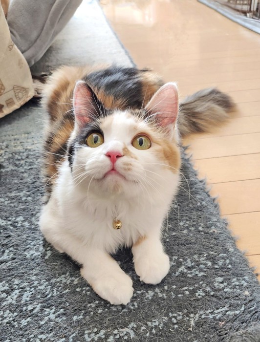 体制を低くして飛び出しそうな三毛猫