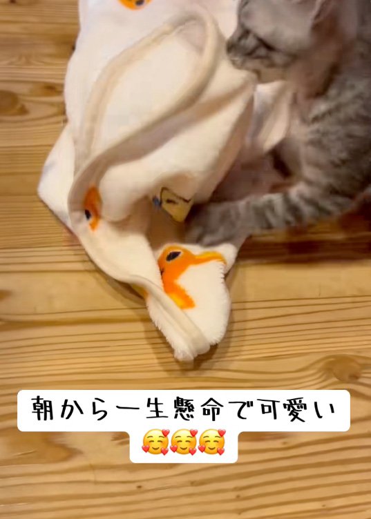 くわえる猫