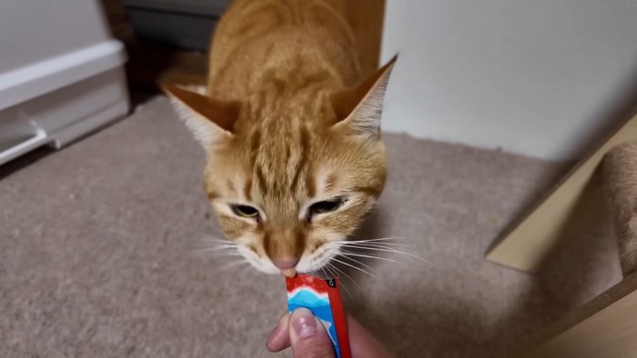 おやつを食べる猫2