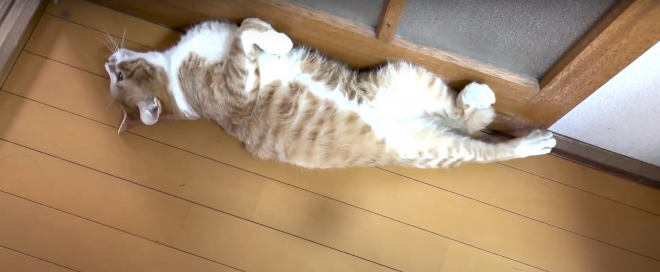 ヘソ天で寝そべっている猫%%ついにヘソ天をするように
