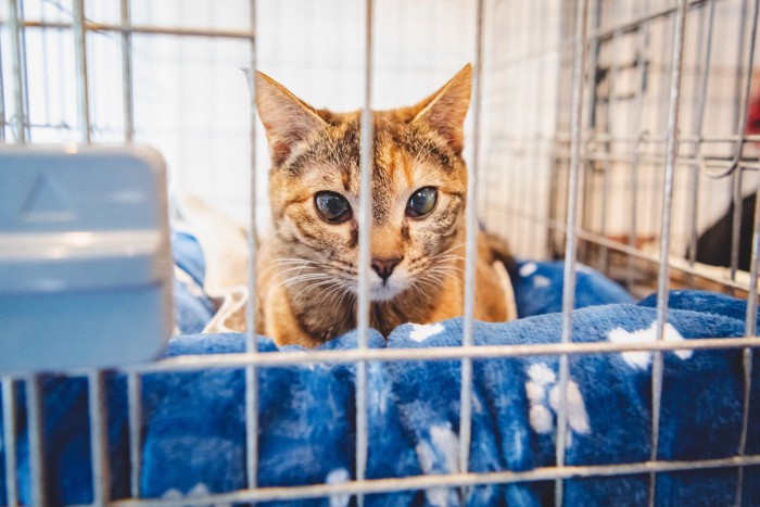 ケージの中で過ごす猫