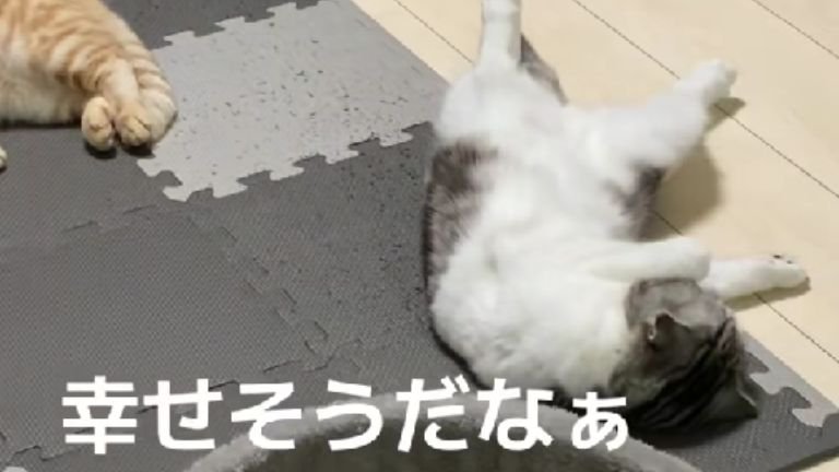 寝転がっている猫たち