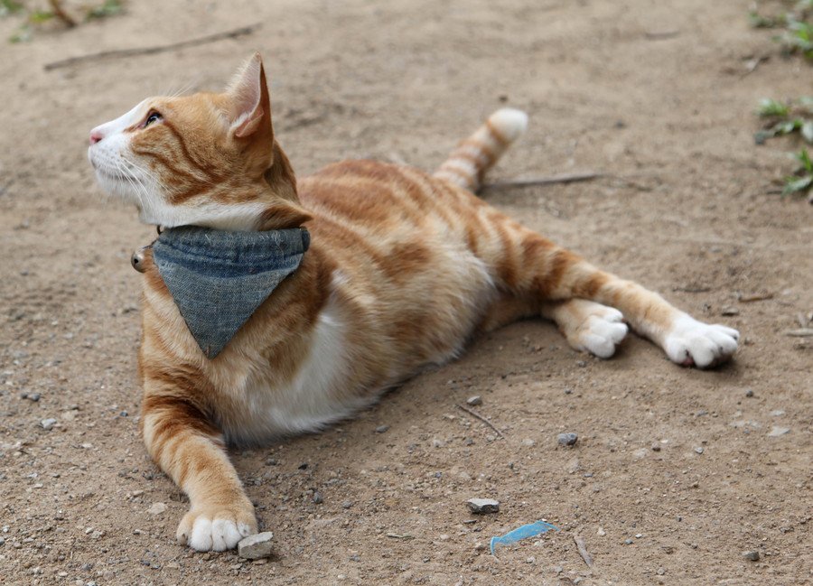 3本足の猫