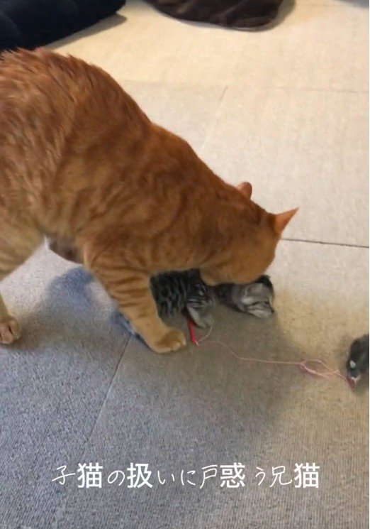 子猫の首元を噛んでいる大人の猫