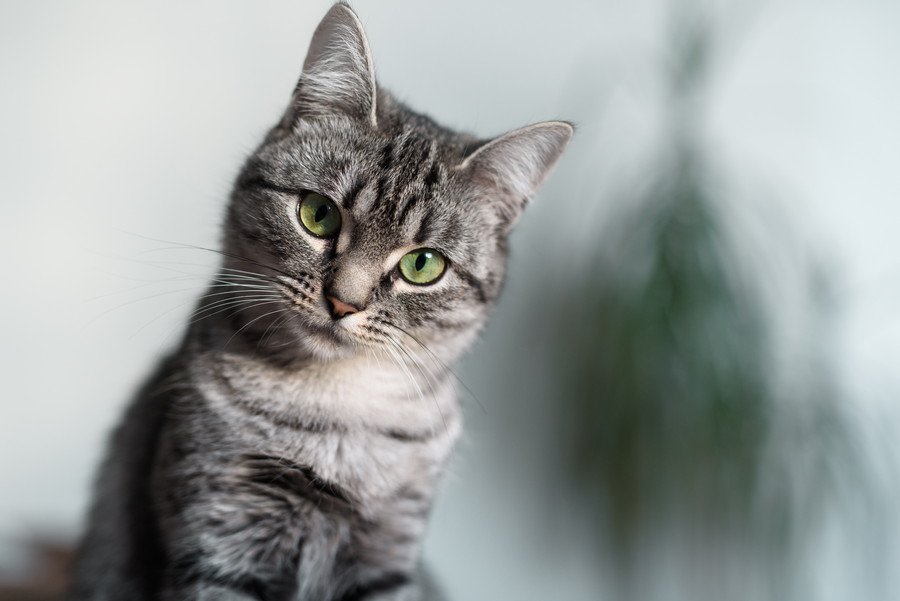 こちらを見つめるかわいらしい猫