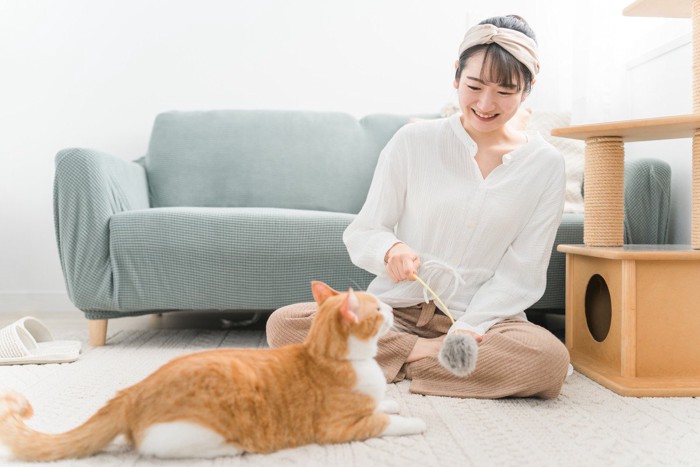 おもちゃで遊ぶ猫と人