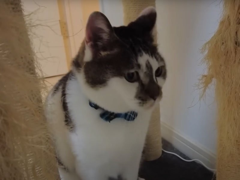 キャットタワーの下の猫