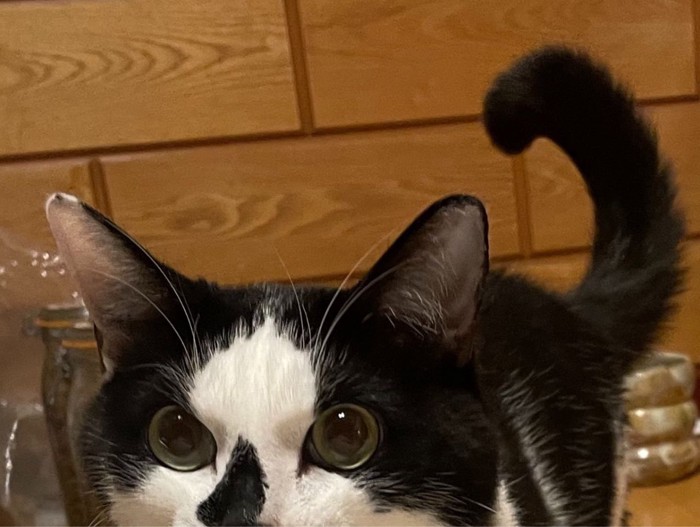 白黒猫の目元