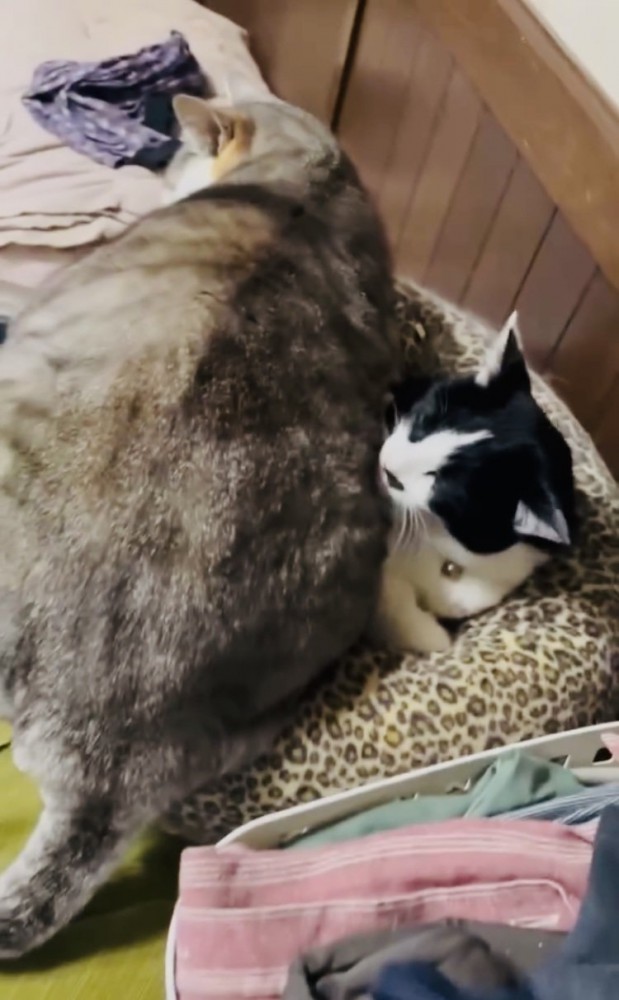 グレー猫をグルーミングする黒白猫