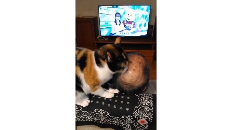 男性を舐める猫