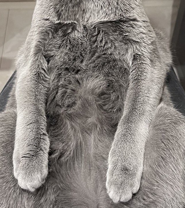 猫の腹のつむじ