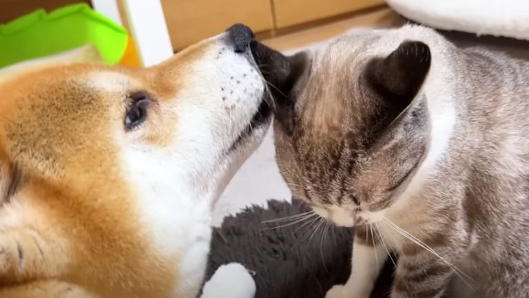 柴犬と猫