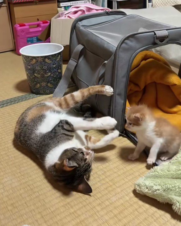 子猫と寝転がっている猫