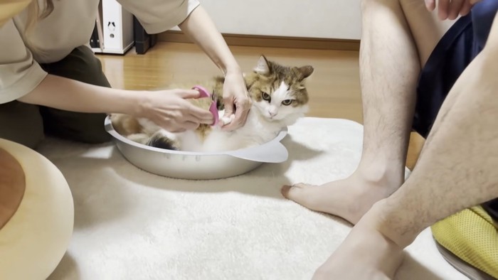 アルミの猫鍋ベッドに寝そべる長毛猫ちゃん(右前足を掴まれている)