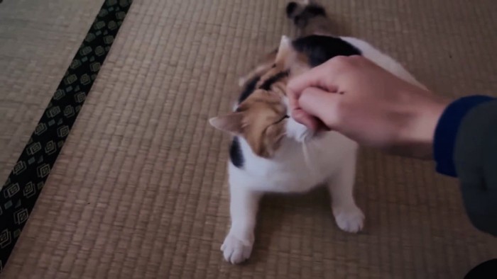 パパの手に顔を擦り付ける三毛猫