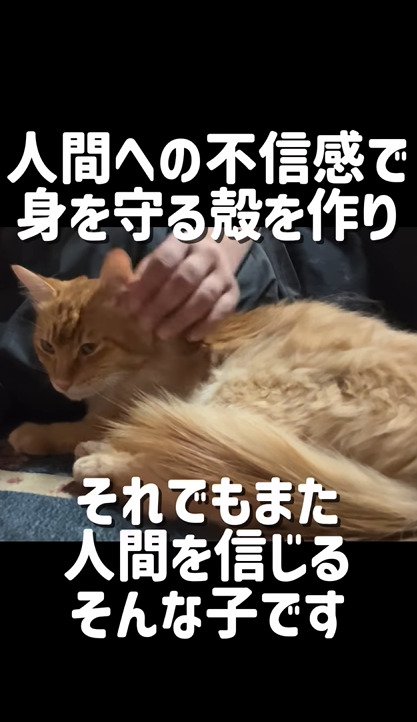 人になでられながら横になる茶々丸ちゃん