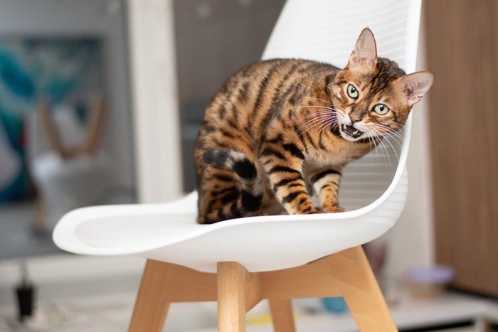 威嚇する猫