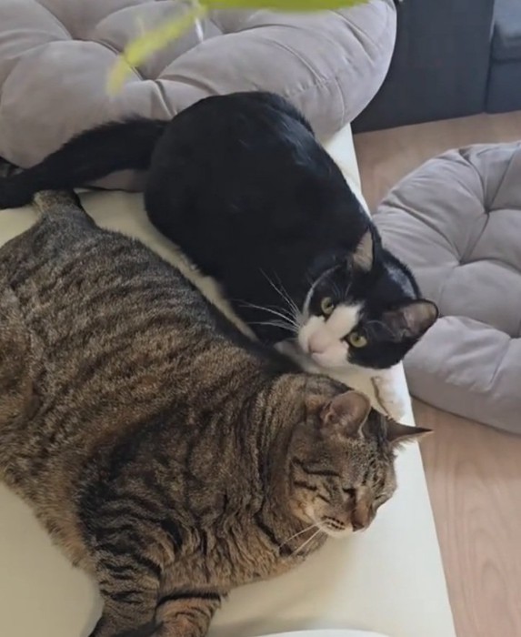 おもちゃを目で追うるるくん