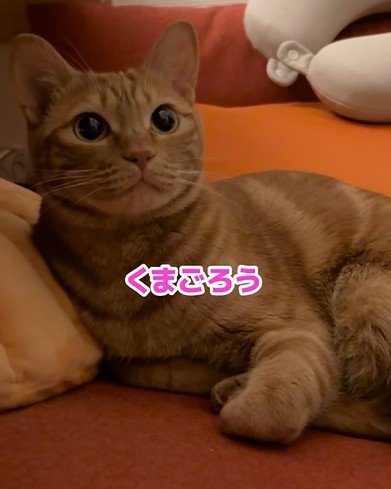 「くまごろう」と呼ばれた猫