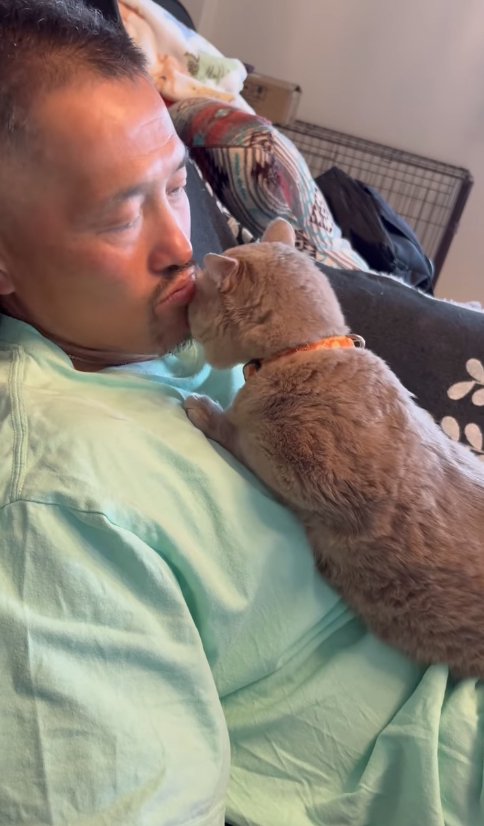 飼い主の上半身の上で伏せをして頭を顎にぶつけている猫