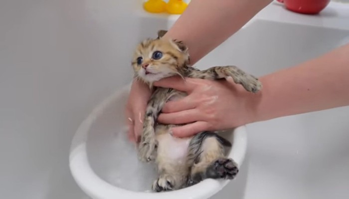 洗面器に入れられる茶子猫