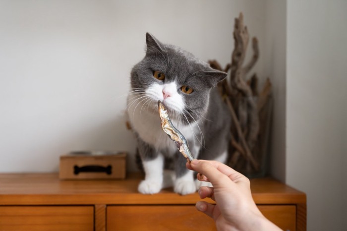 煮干しをもらう猫